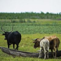 Policy Brief No. 4 Closing the
Gender Gap
in African
Agriculture
in the Face of
Climate Change